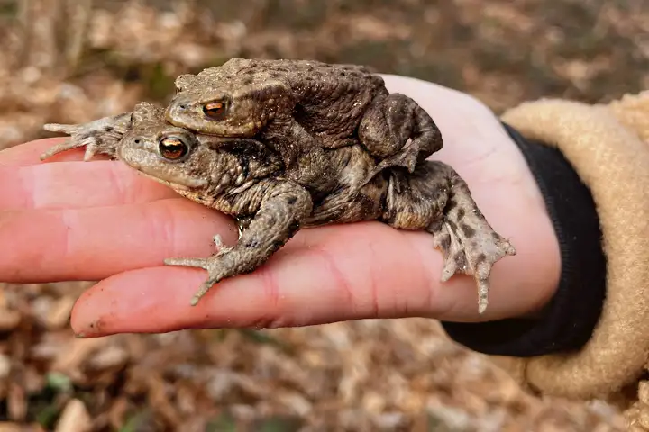 Erdkröten Ein Pärchen Erdkröten auf einer Hand