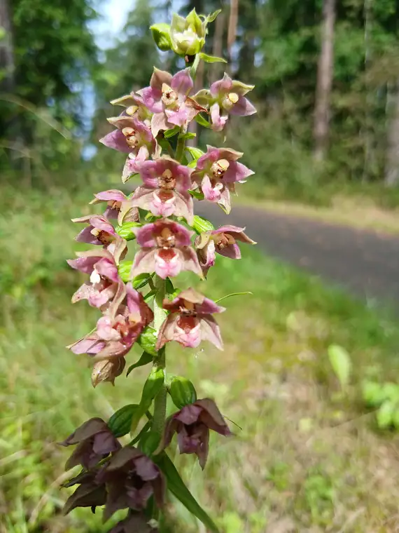 Epipactis
