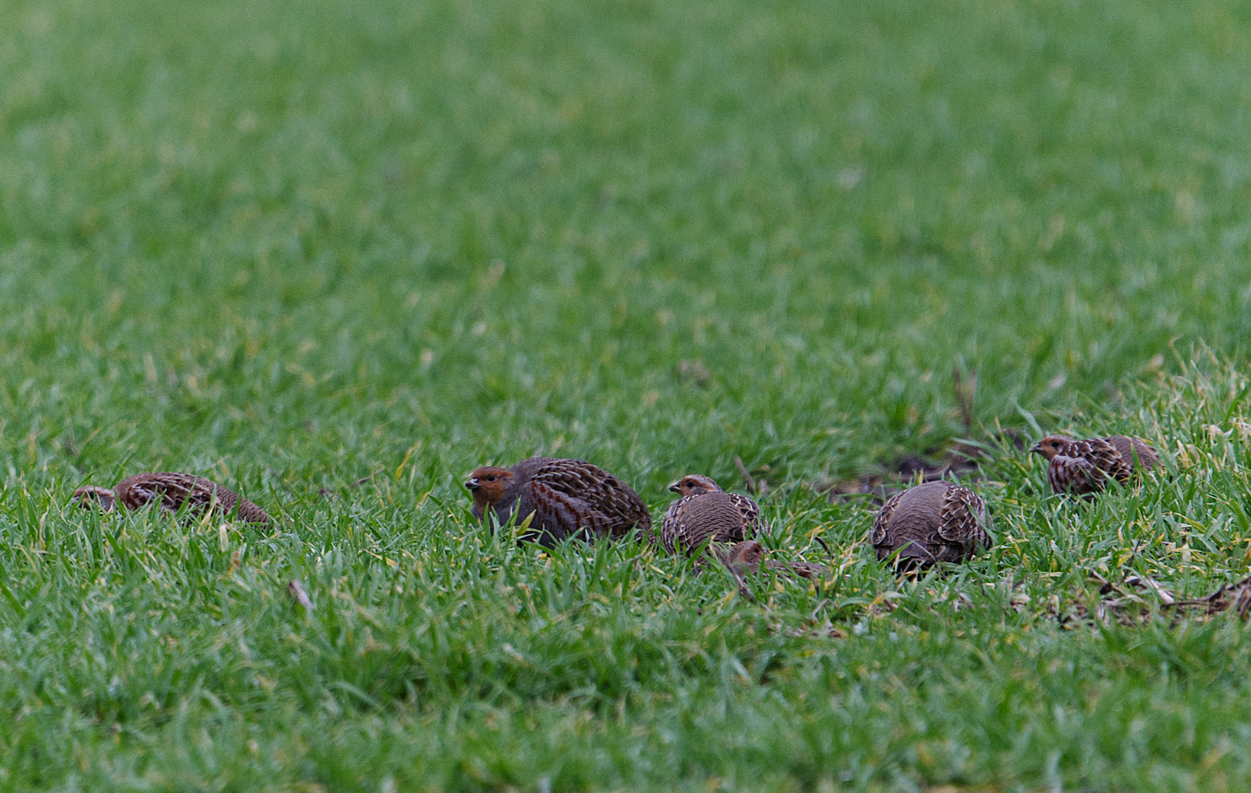 Rebhühner Vögel auf einer Wiese